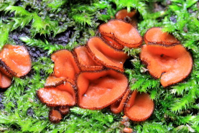 Eyelash Cups (Scutellinia scutellata)