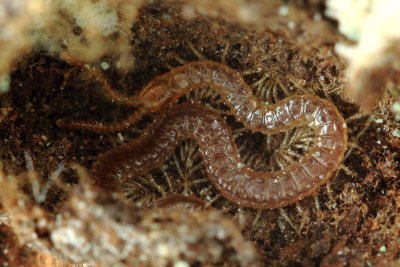 Diamondback Soil Centipede (Geophilus vittatus)