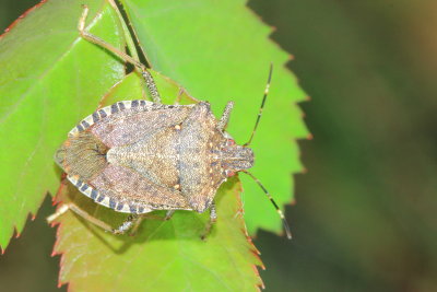 Brown Marmorated Stink Bug (Halyomorpha halys)
