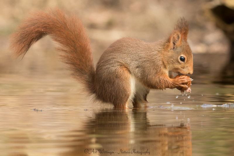 Sciurus Vulgaris / Eekhoorn / Red Squirrel