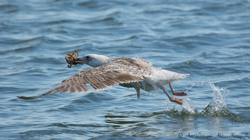 Larus Argentatus / Zilvermeeuw / European Herring Gull