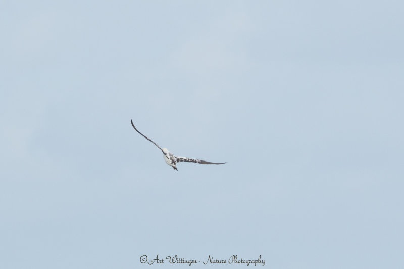 Morus bassanus / Jan van Gent / Northern Gannet