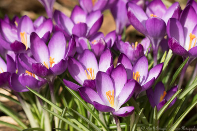 Crocus