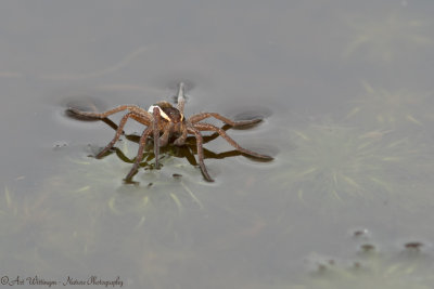 Dolomedes fimbriatus / Kleine Gerande oeverspin / Raft Spider