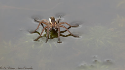 Dolomedes fimbriatus / Kleine Gerande oeverspin / Raft Spider