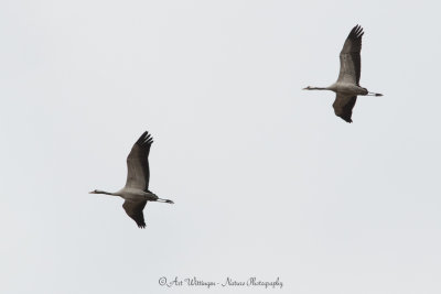 Grus grus / Kraanvogel / Crane