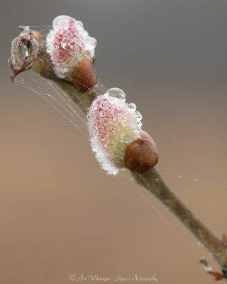 Regendruppel/ Raindrop