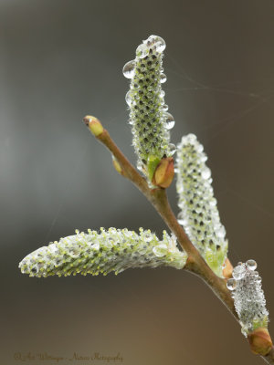 Regendruppel/ Raindrop