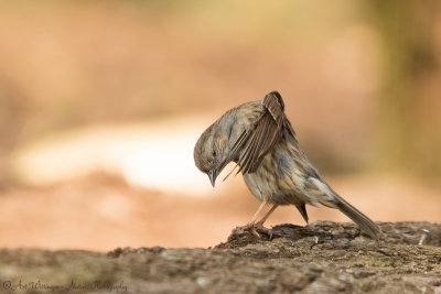 Prunella modularis / Heggenmus / Dunnock