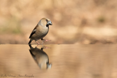 Coccothraustes coccothraustes / Appelvink / Hawfinch