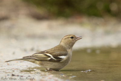 Fringilla coelebs / Vink / Common Chaffinch