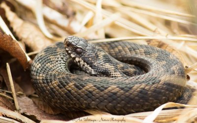 Snakes