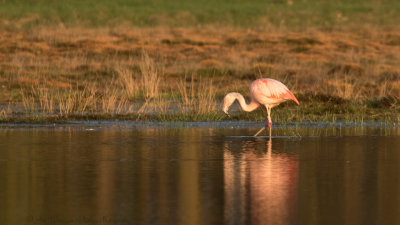 Phoenicopterus chilensis / Chileense Flamingo / Chilean Flamingo
