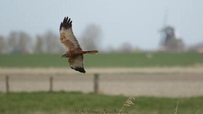 Circus Aeruginosus / Bruine Kiekendief / Western Marsh Harrier