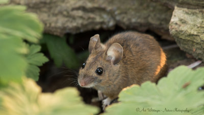 Apodemus sylvaticus / Bosmuis / Wood mouse