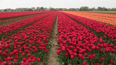 Tulpen / Tulips