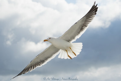 Larus graelsii / Kleine Mantelmeeuw / Lesser Black backed Gull