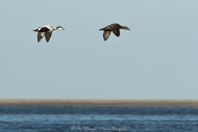 Somateria Mollissima / Eider / Common Eider