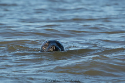 Halichoerus Grypus / Grijze Zeehond / Grey Seal