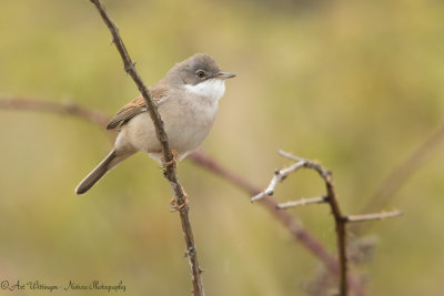 Sylvia Communis / Grasmus / Common Whitethroat