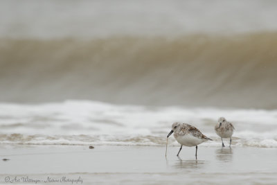 Calidris Alba / Drieteenstrandloper / Sanderling