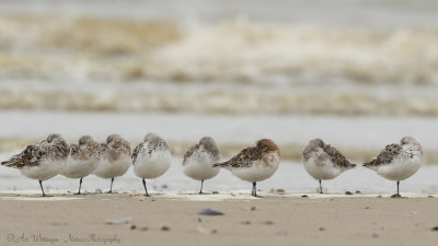 Calidris Alba / Drieteenstrandloper / Sanderling