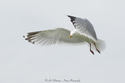 Larus Argentatus / Zilvermeeuw / European Herring Gull