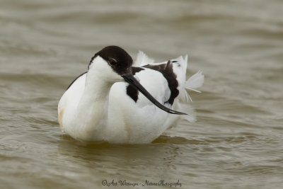 Recurvirostra avosetta / Kluut / Pied Avocet 