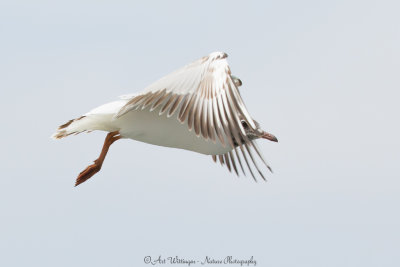 Chroicocephalus ridibundus / Kokmeeuw / Black headed Gull