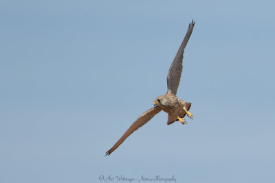 Falco Tinnunculus / Torenvalk / Kestrel