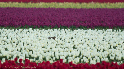 Lepus europaeus / Haas / Hare