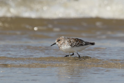 Calidris Alba / Drieteenstrandloper / Sanderling