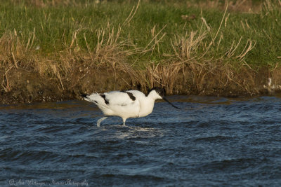 Recurvirostra avosetta / Kluut / Pied Avocet 