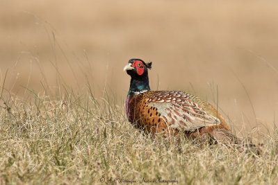 Phasianus colchicus / Fazant / Common Pheasant