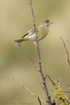 Chloris chloris / Groenling / European Greenfinch