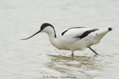 Recurvirostra avosetta / Kluut / Pied Avocet 