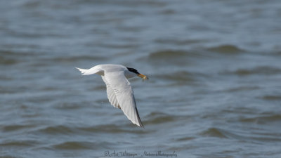 Sternula albifrons / Dwergstern / Little Tern