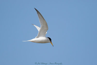 Sternula albifrons / Dwergstern / Little Tern