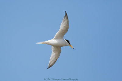 Sternula albifrons / Dwergstern / Little Tern