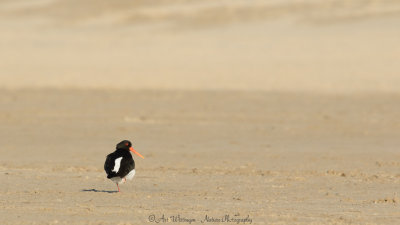 Haematopus Ostralegus / Scholekster / Eurasian Oystercatcher