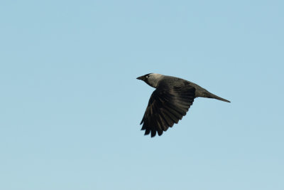 Corvus Monedula / Kauw / Western Jackdaw