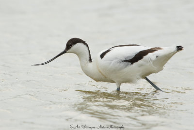 Recurvirostra avosetta / Kluut / Pied Avocet