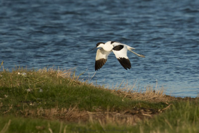 Recurvirostra avosetta / Kluut / Pied Avocet 