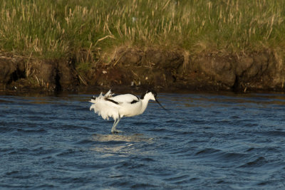 Recurvirostra avosetta / Kluut / Pied Avocet 