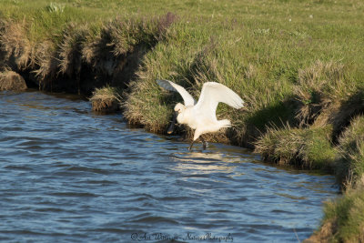 Platalea Leucorodia / Lepelaar / Eurasian Spoonbill