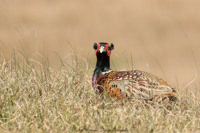 Phasianus colchicus / Fazant / Common Pheasant