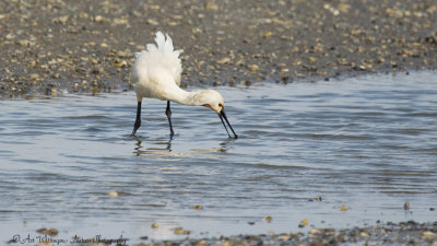 Platalea Leucorodia / Lepelaar / Eurasian Spoonbill