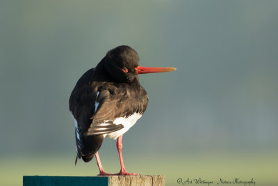 Haematopus Ostralegus / Scholekster / Eurasian Oystercatcher