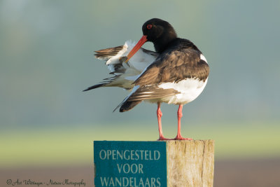 Haematopus Ostralegus / Scholekster / Eurasian Oystercatcher