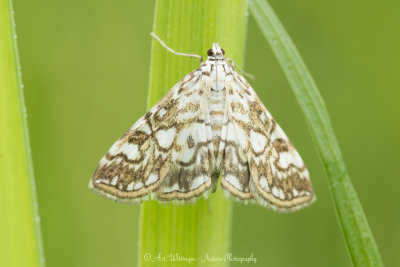 Elophila rivulalis  / Waterleliemot